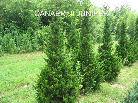 Canaertii Juniper