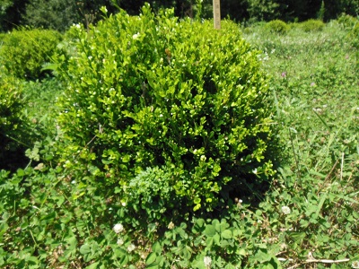 Buxus