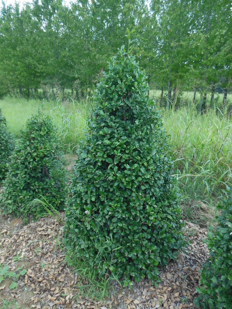 Greenleaf American Holly