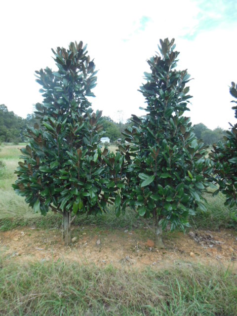 Edith Bogue Magnolia