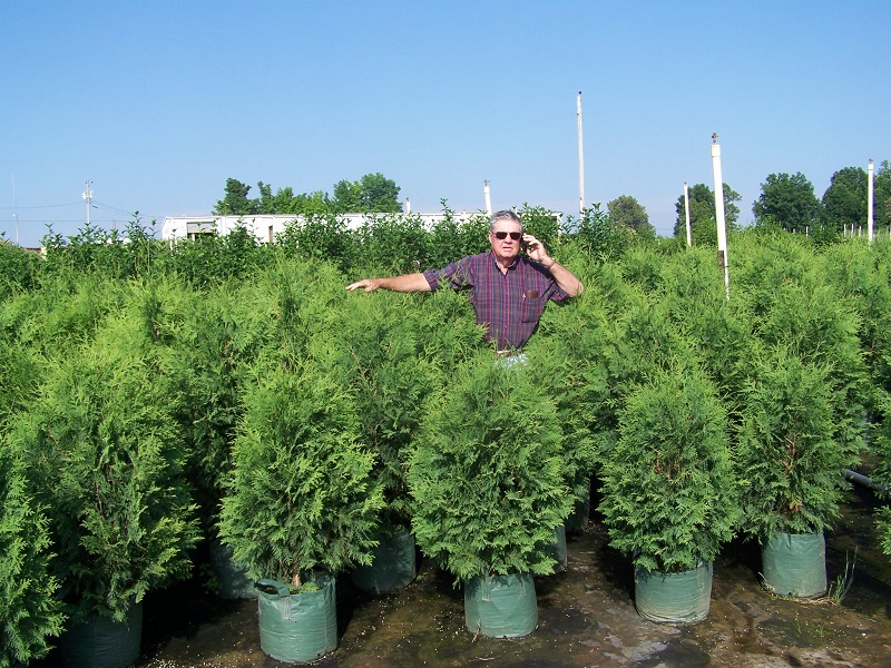 Arborvitae