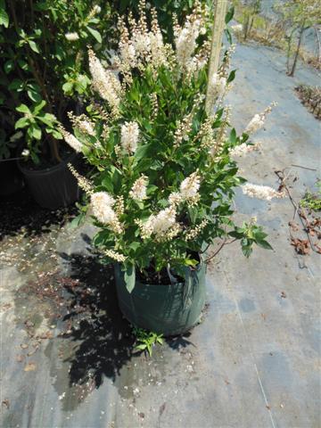 White Clethra