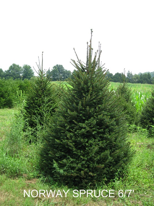 Norway Spruce