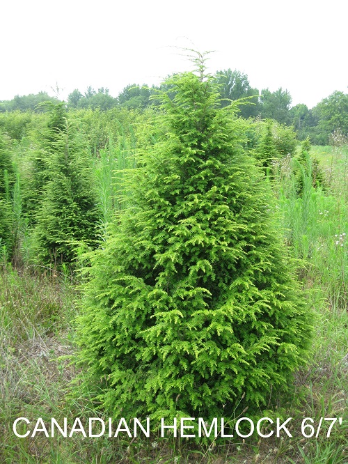 Canadian Hemlock