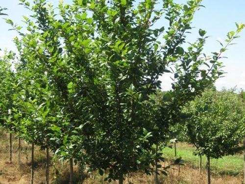 Malus Harvest Gold Crabapple