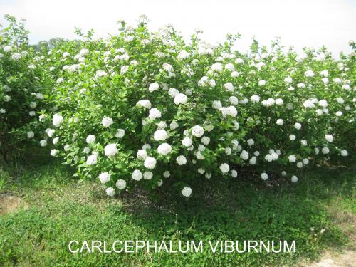 Fragrant Viburnum